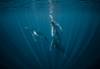 Whales swimming underwater
